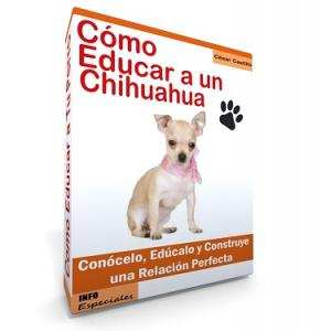 Como Educar a un Chihuahua - Guía de Entrenamiento