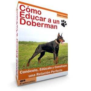 Como Educar a un Doberman - Guía de Entrenamiento