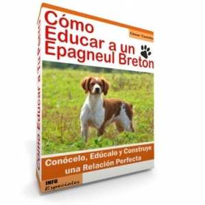 Como Educar a un Epagneul Breton - Guía de Entrenamiento
