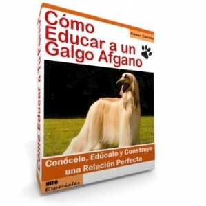 Como Educar a un Galgo Afgano - Guía de Entrenamiento