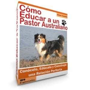 Como Educar a un Pastor Australiano - Guía de Entrenamiento