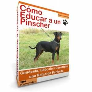 Como Educar a un Pinscher - Guía de Entrenamiento