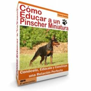 Como Educar a un Pinscher Miniatura - Guía de Entrenamiento