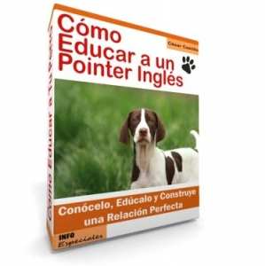 Como Educar a un Pointer Ingles - Guía de Entrenamiento