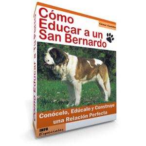Como Educar a un San Bernardo - Guía de Entrenamiento