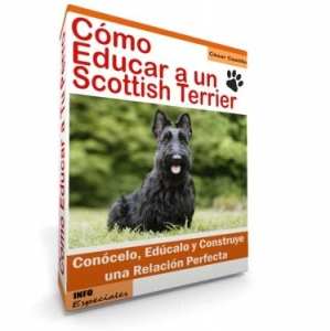 Como Educar a un Scottish Terrier - Guía de Entrenamiento