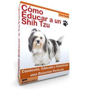 Como Educar a un Shih Tzu - Guía de Entrenamiento