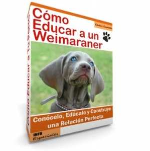 Como Educar a un Weimaraner - Guía de Entrenamiento